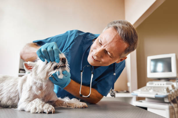 Best 24-Hour Emergency Dentist in Navarre Beach, FL